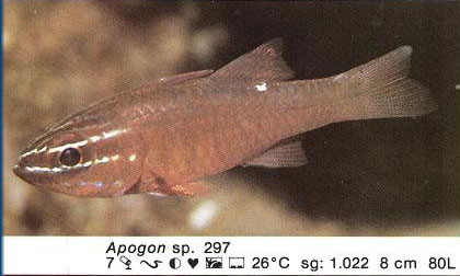 Apogon sp